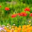 서곡리 경로당 이미지