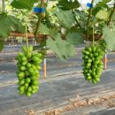 호동농장 이미지