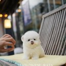 츄스타일