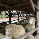 성우목장 이미지