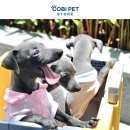 PUPPY Grooming (퍼피 그루밍) | 🐶💙코비펫 뉴패밀리, 이탈리안 그레이하운드 퍼피 소개합니다!