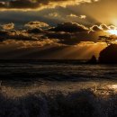 황금카모터스 이미지