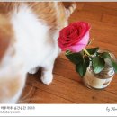 묘르신 이미지