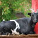 진 한방 흑염소 이미지