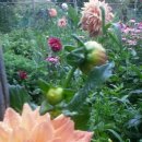 수국펜션 이미지