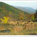 산골흑염소 Daum카페
