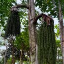 서구-01-09 | 대전 겨울 실내 가볼만한곳 한밭수목원 열대식물원