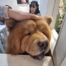 플레이독스 이미지