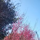 청산도봄 이미지