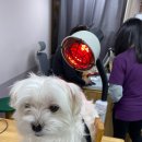 한양한방동물병원 이미지