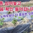 고구마 심는시기 재배 방법 모종 심기 키우기 고구마꽃 꽃말 의미 이미지