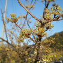 고흥봉황정 이미지