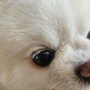 (주)리스펫 네이버블로그