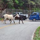 소동농장 이미지