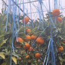 진웅농장 이미지