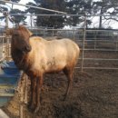 무학사슴농장 이미지