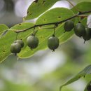 머루와 다래 이미지