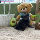 계족산로52번길 | 인천고양이무료분양 고양이 무료로 분양 받을 수 있습니다^^