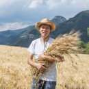 밀이 익는 마을 이미지