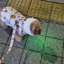 클러스터라운드 | 재구매한 강아지 야간 산책 라이트, 클러스터라운드 캔디팝 LED 후기