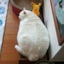 고숙자 | 고양이 스크래쳐함 & 턱받침