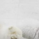 도토리 강아지 유치원 이미지