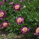 모란파크 이미지