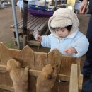 쓰담쓰담해줄개 이미지