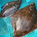 석정활어 이미지