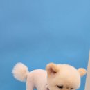 제로네 펫쌀롱 이미지