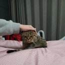 냥냥이 캔따개 네이버블로그