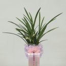 신월동212 이미지