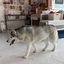 멍멍이다방 이미지