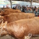 우시장 - 당진시 | 우시장