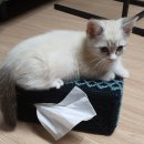 낭만고양이(강서점) 이미지