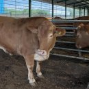 제주양돈축산업협동조합 축산물종합유통센터(제주 LPC) | [유타임즈] 제주산 한우·돼지고기, 국내 최초로 싱가포르 수출