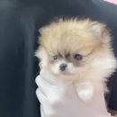 댕집사장 포메라니안 이미지