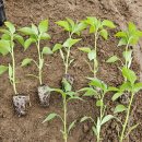 도희농장 이미지