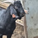 자연애흑염소팜 이미지