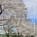 하나공영(주) | 과천 경마공원 벚꽃축제 실시간 개화 주차 꿀팁 공영주차장 렛츠런파크 마시멜로 축제 일정