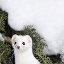 예과주