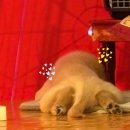 사랑방다슬기 | [이태원 맛집 이태원사랑방]회식하기 좋은 레트로감성 이태원역 술집!