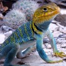 Yellow-head Collared Lizard 멋있길래 외국에서 퍼왔습니다. 이미지