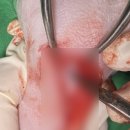 도곡 치유 동물병원 이미지