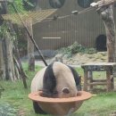 26년 추석 충칭 이미지