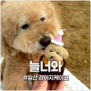 pet37너4060 | 일산 강아지케이크 입체머핀케이크 늘너와에서 주문제작했어요.