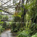 파인애플 | 일본 오키나와 아이랑 갈만한곳 추천 나고 파인애플 파크 후기