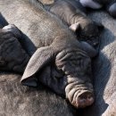 발화농장 이미지