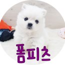 소형강아지분양 오구오구 예뻐라~ 이미지