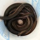 생극낚시터 이미지